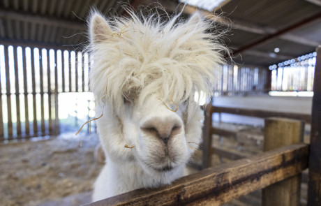 Windmill Animal Farm alpaca